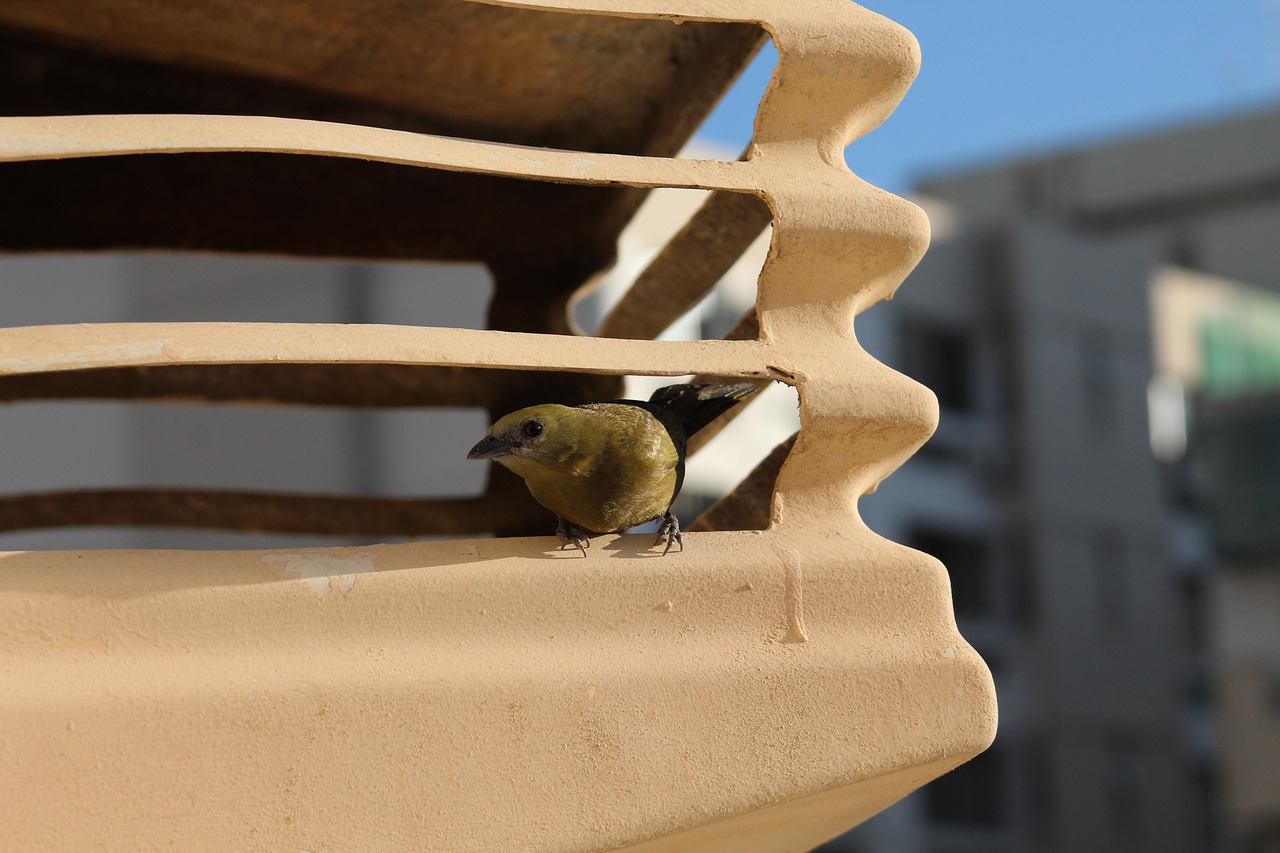 Gezellig balkon met hangende planten en vogelbad.