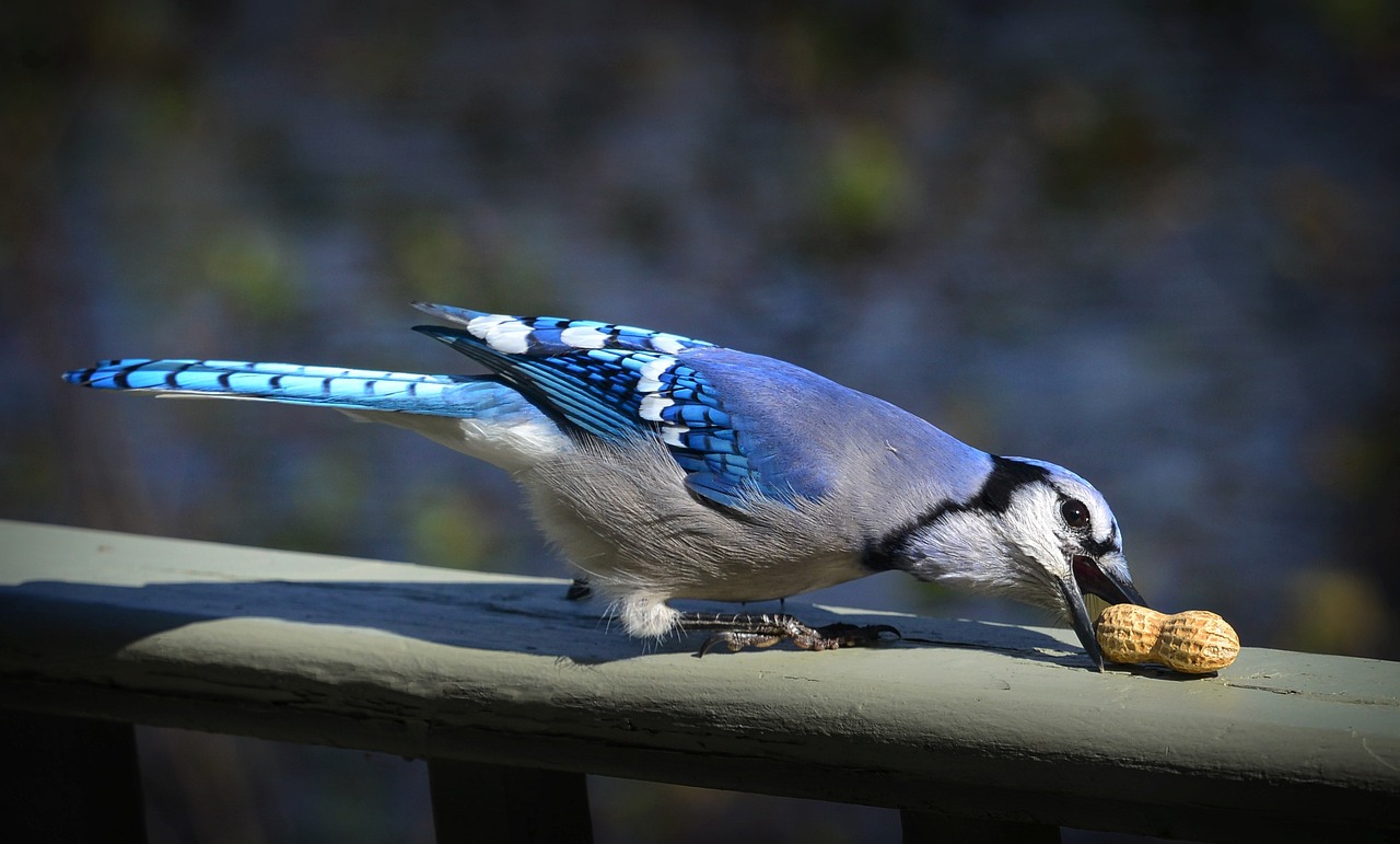 Kleine balkon met planten en zingende vogels.