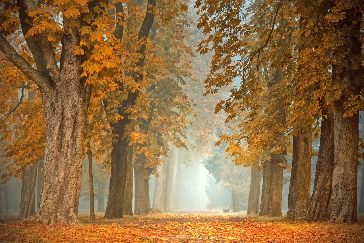 Twee vrienden bouwen klimrekproject voor herfst.