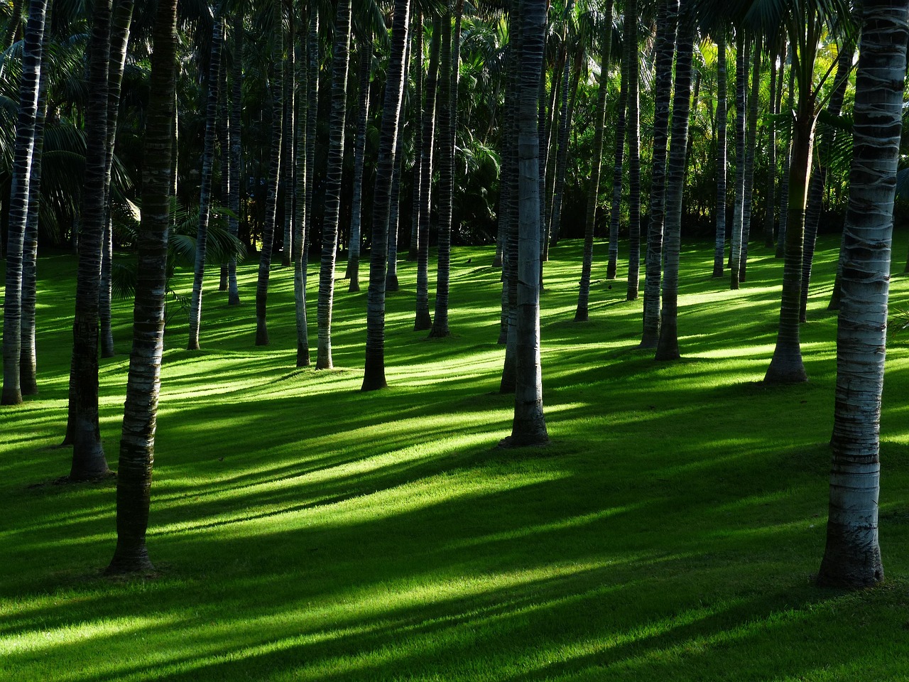 Minimalistisch terras met enkele moderne planten. Minimalistisch terras met enkele moderne planten.