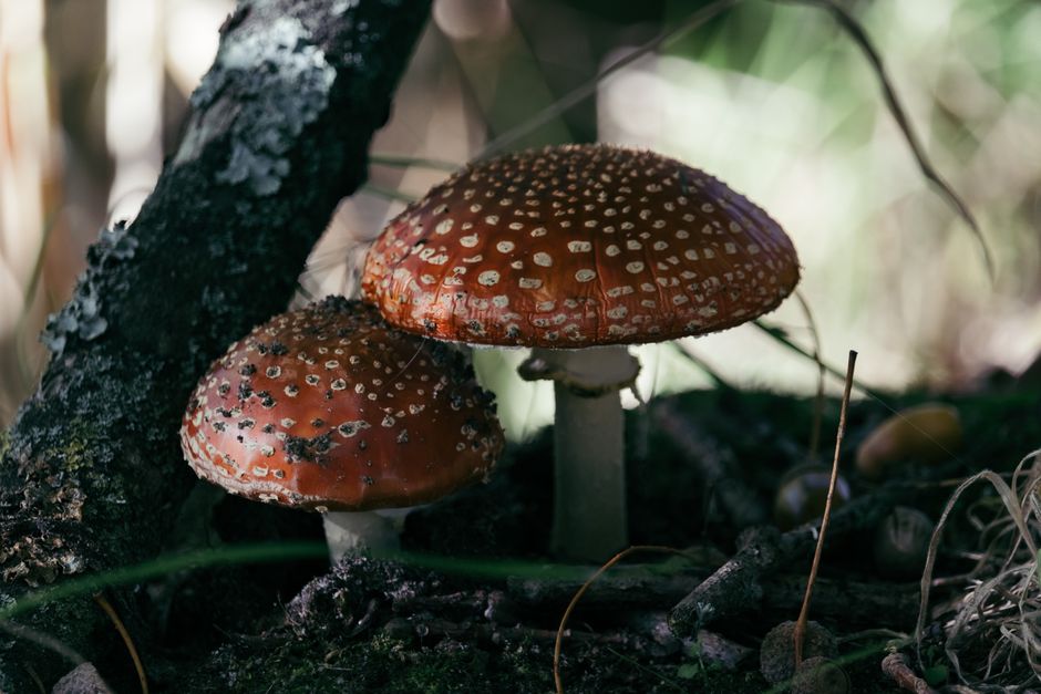 Geurige theelichten in paddenstoelvorm. Geurige theelichten in paddenstoelvorm.