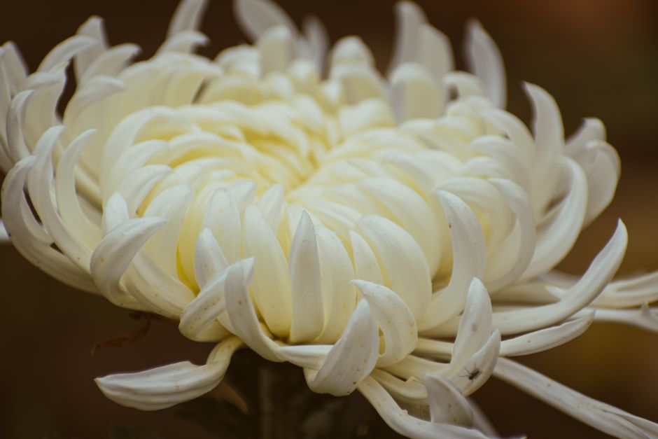 Herfsttuin met diverse chrysantensoorten.