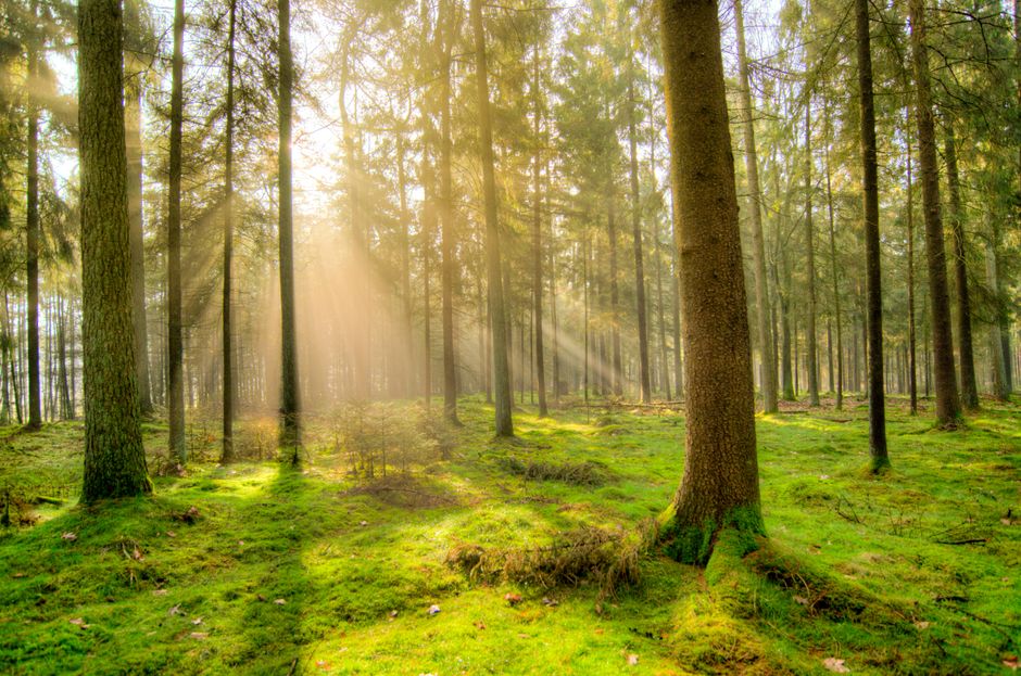 Mystieke glazen lantaarns verlichten sprookjesachtige bos.