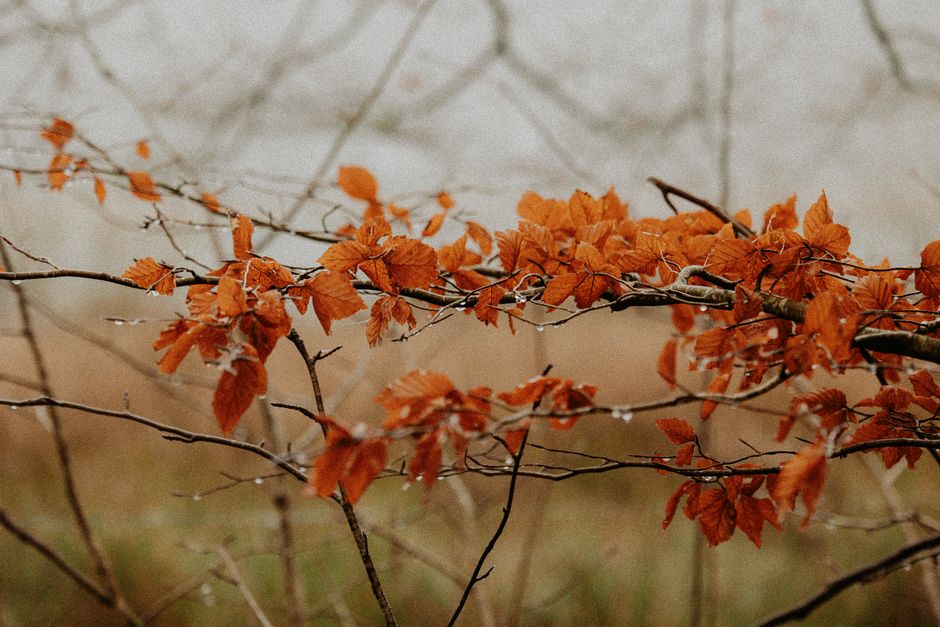 Heerlijk ruikende geurkaarsen in herfstkleuren